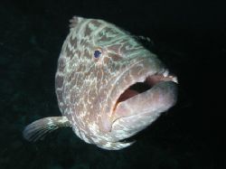 Friendly Grouper, Roatan by Liber Garrido Barnet 
